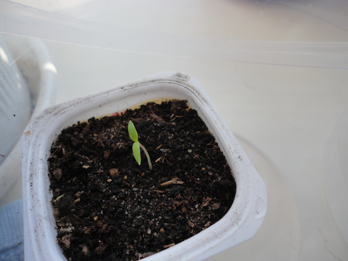 Перец (прошлогоднее фото)