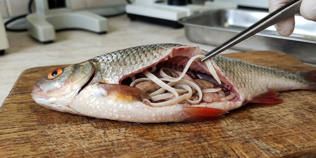 Какие черви могут быть в плотве?