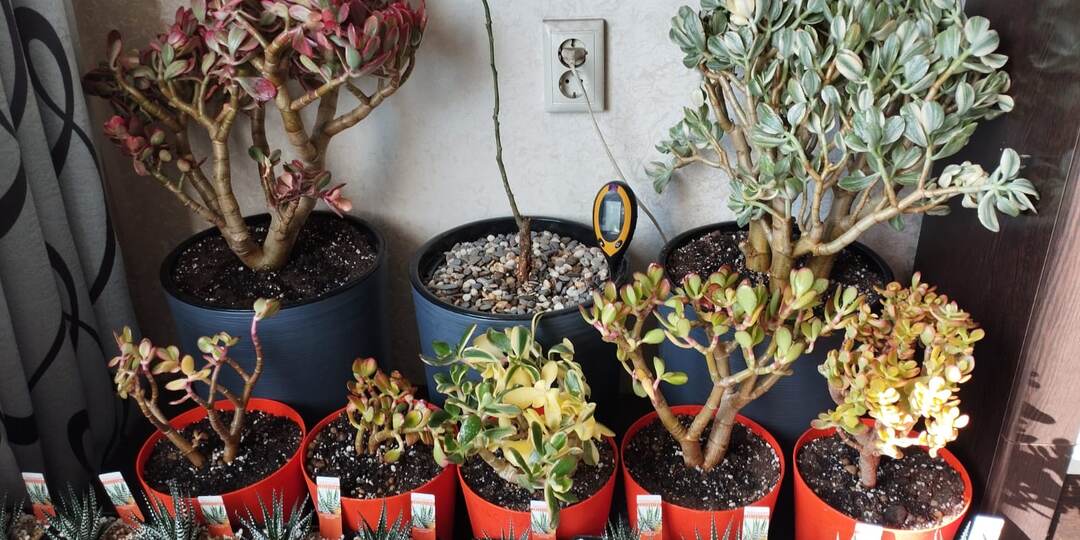 Почему Суккулент теряет цвет?