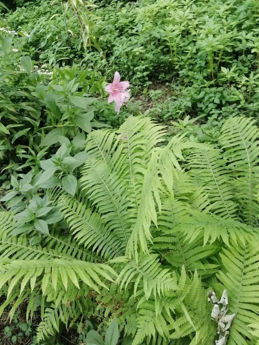Лето было комфортным. Дожди были в меру, солнышко сияло , пели птички.