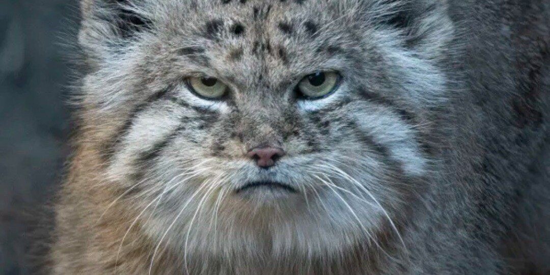 Зоопарк Проспект-парка, Бруклин, Нью-Йорк