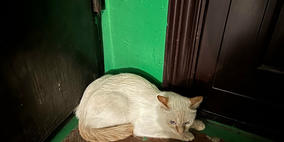 ХОЗЯИН, ОТЗОВИСЬ!!!