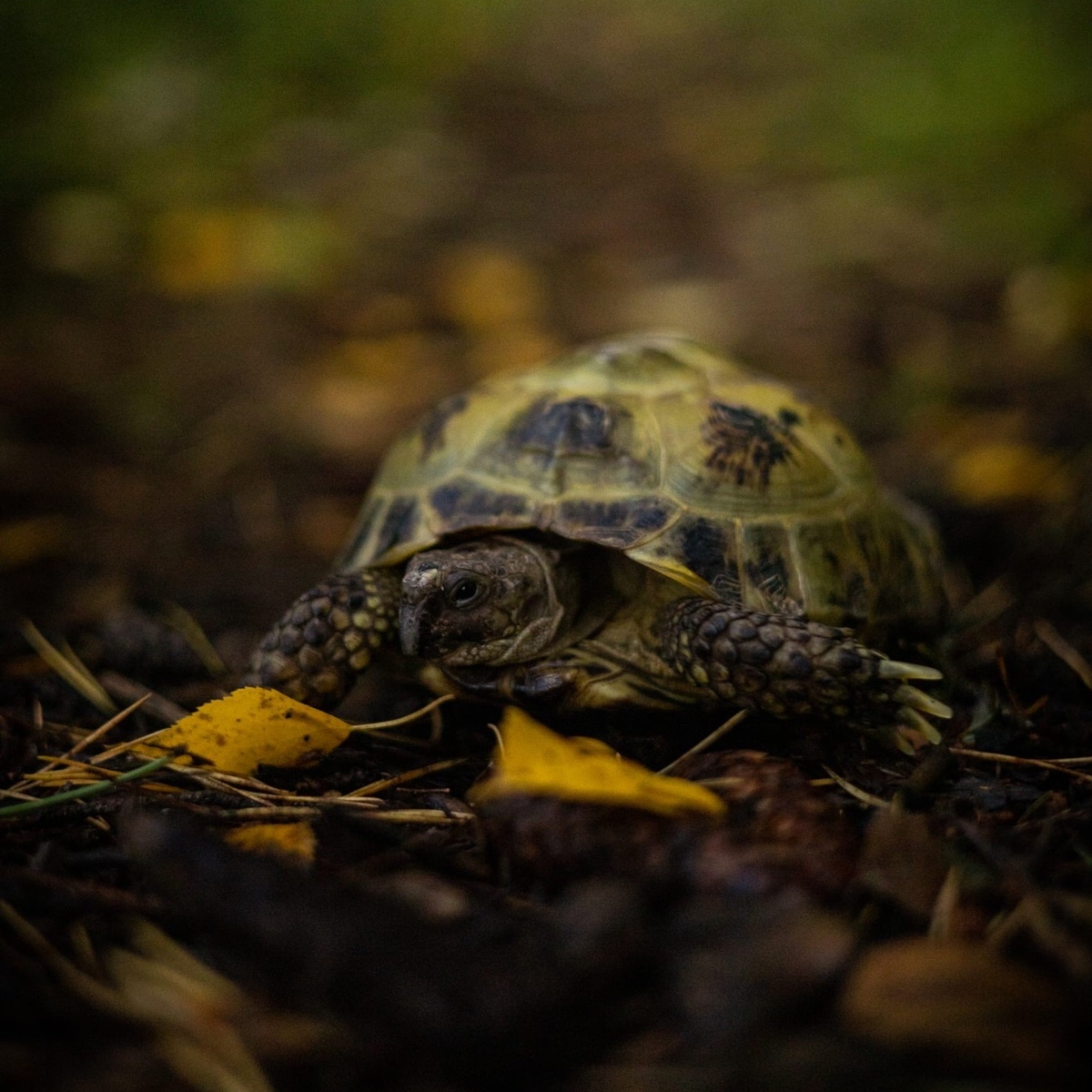 Фото моей Тортильи :)