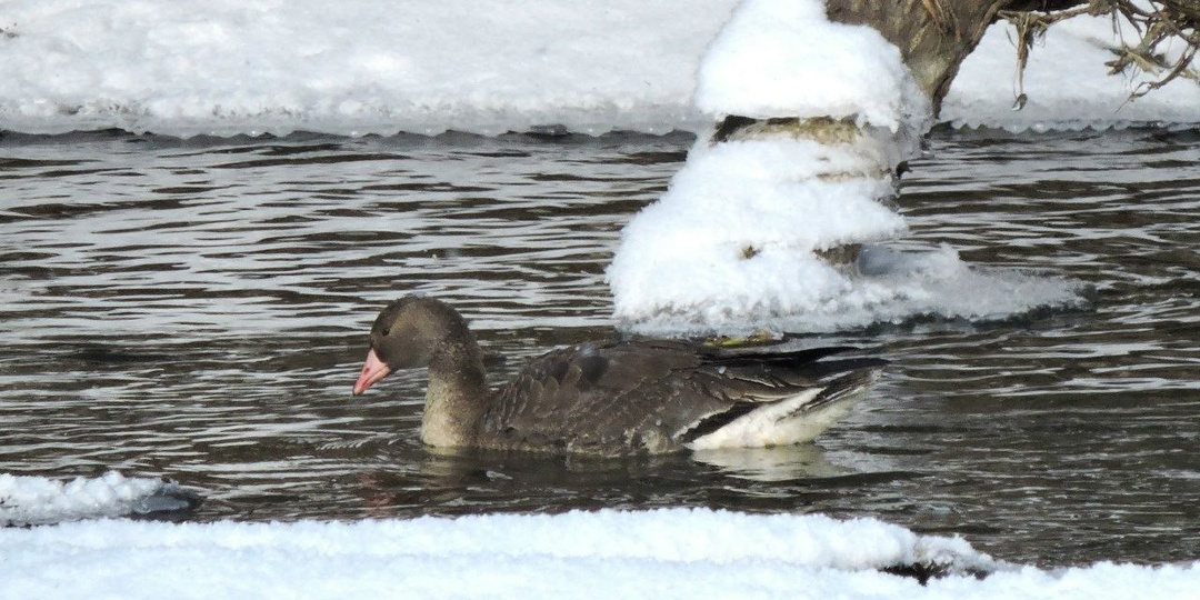 🕊 В Курске орнитологи заметили северных птиц