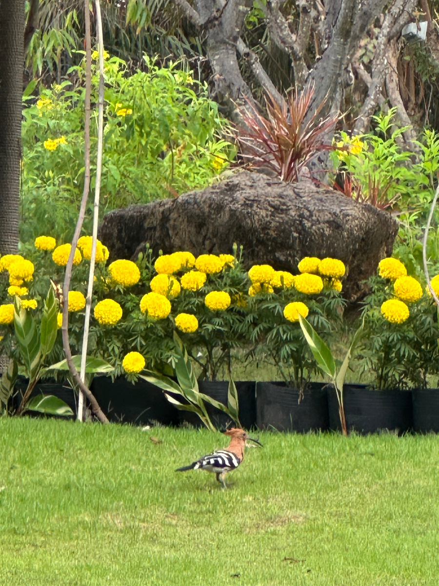 Удод во всей красе.