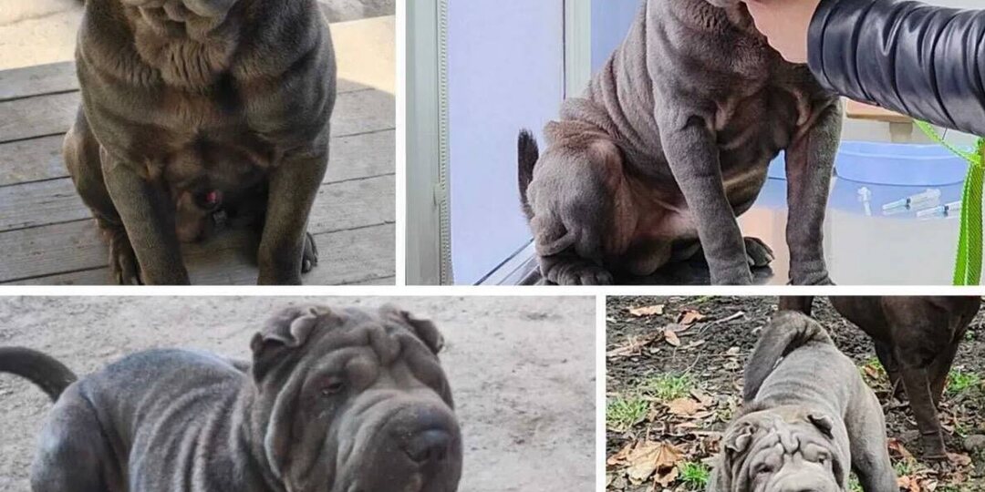 ПРОПАЛА СОБАКА! ШАРПЕЙ! · Кличка: (Рич) есть клеймо · Пропал: (06.03.2026, Таганрог, район Ленты, ул 2- Советская/Щорса/ Театральная