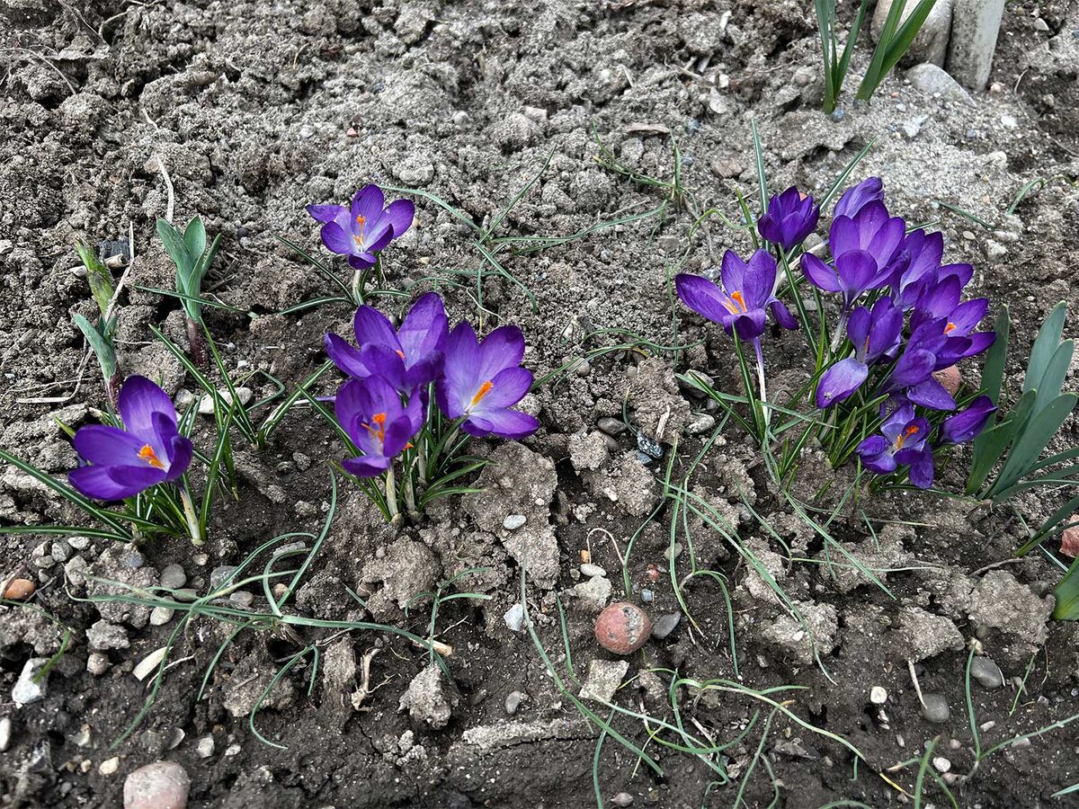 Первые крокусы