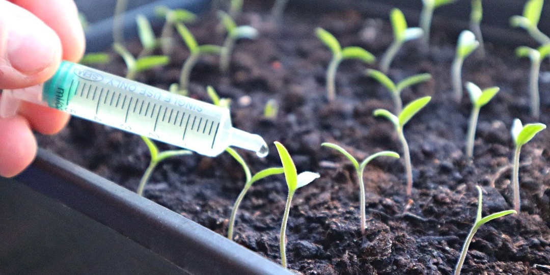 Чем подкормить молодую рассаду помидор чтобы всходы быстро окрепли?