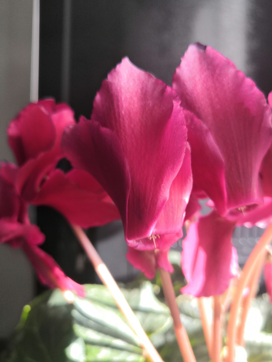 Прям бабочка, а не цветочек