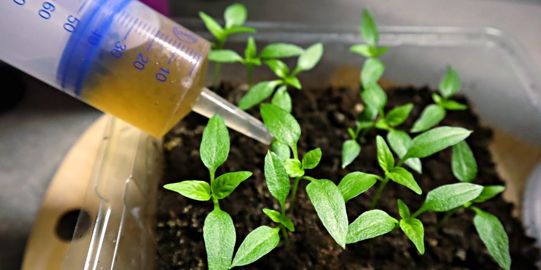 Чем подкормить молодую рассаду перца на окне чтобы растения быстро окрепли?