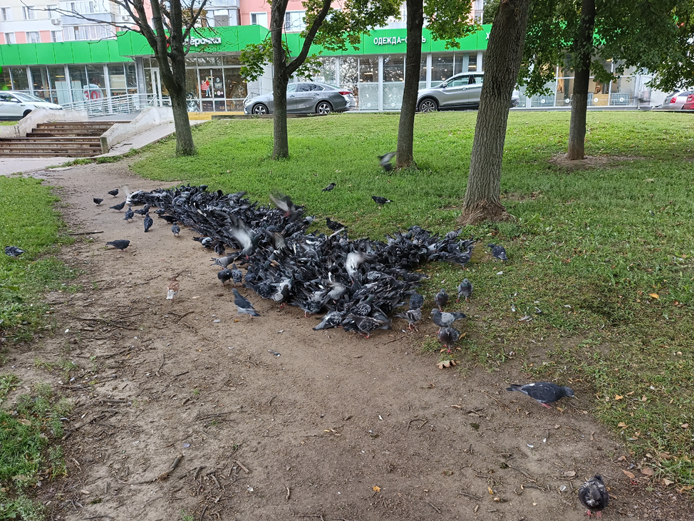 Голуби мира или городские крысы!? Фото автора