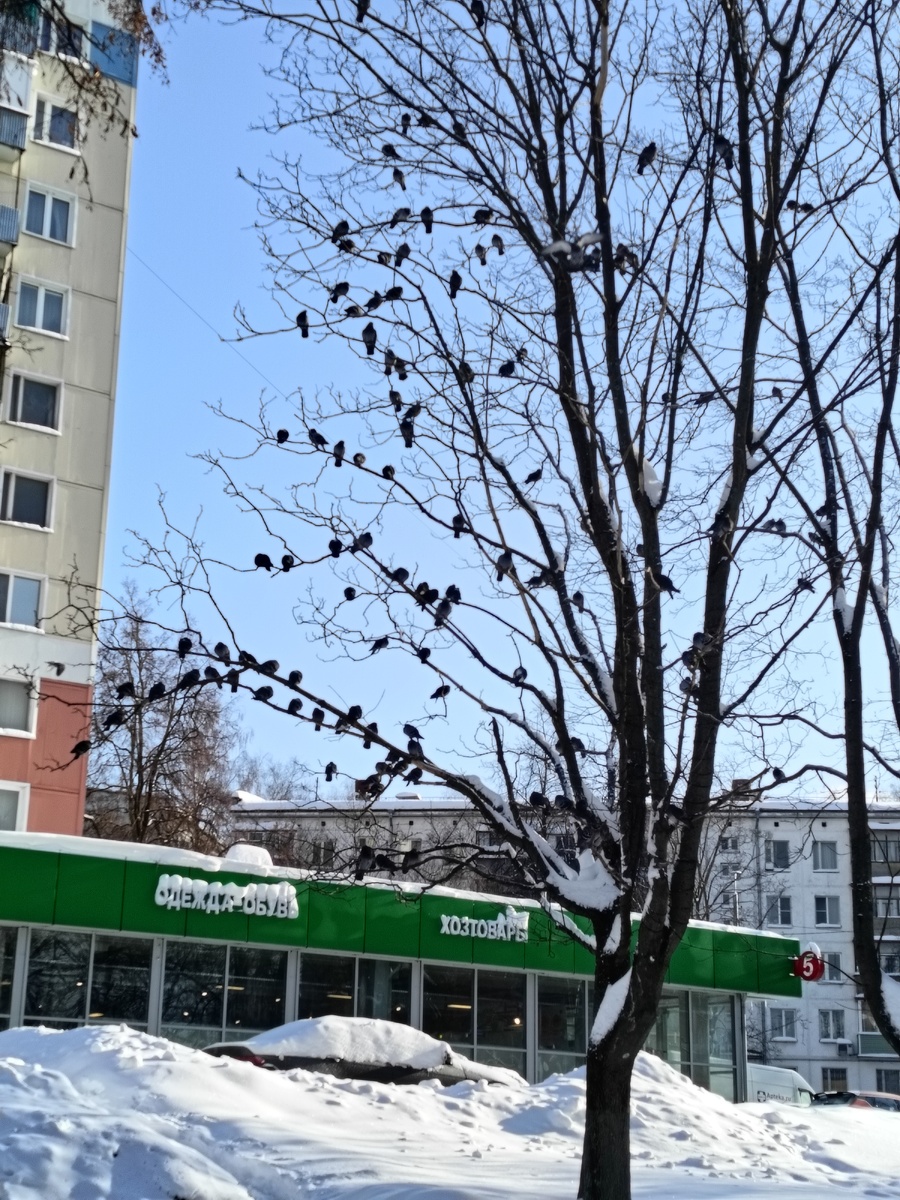 А ещё они сидят на проводах! Фото автора