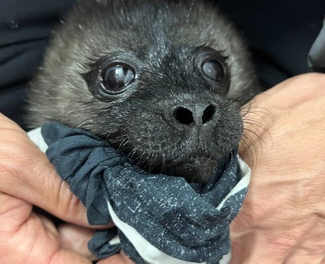 На льду Ладожского озера спасли новорожденного нерпенка