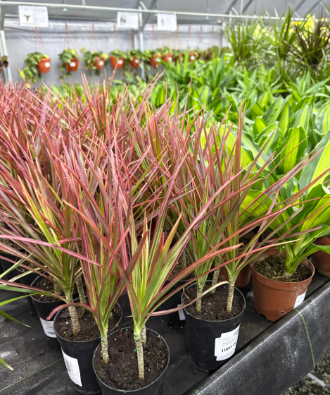 Драцена в нашем питомнике