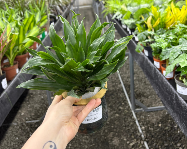 Драцена Сан Голд