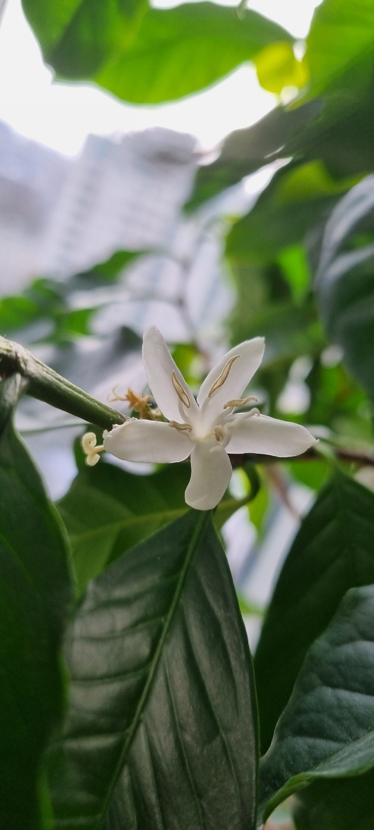 Кофе зацвел 8 марта.