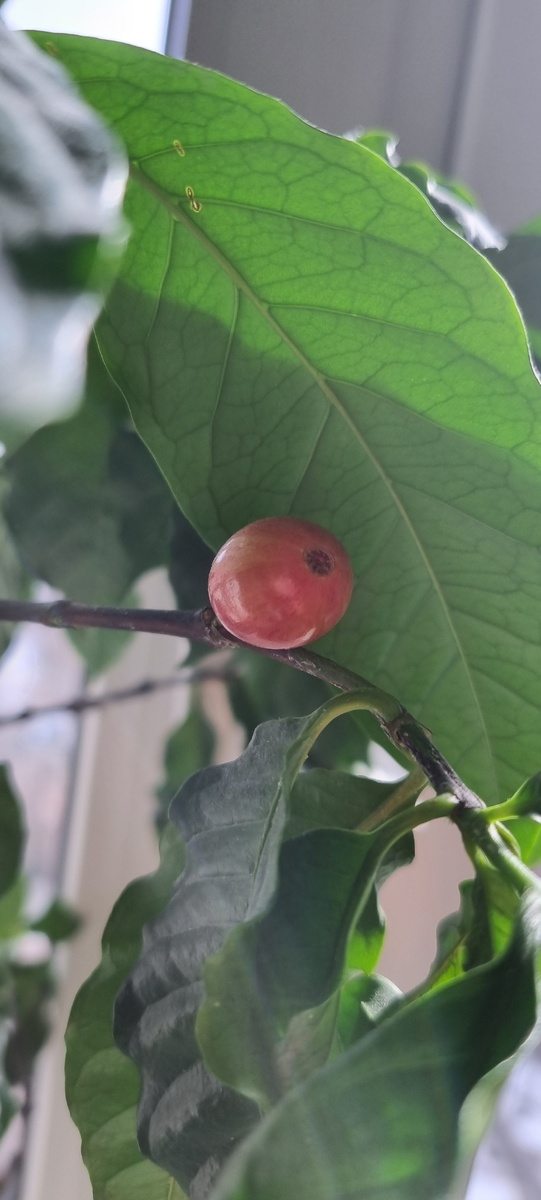 Ягода кофе. Одновременно с цветком. Фото автора. 