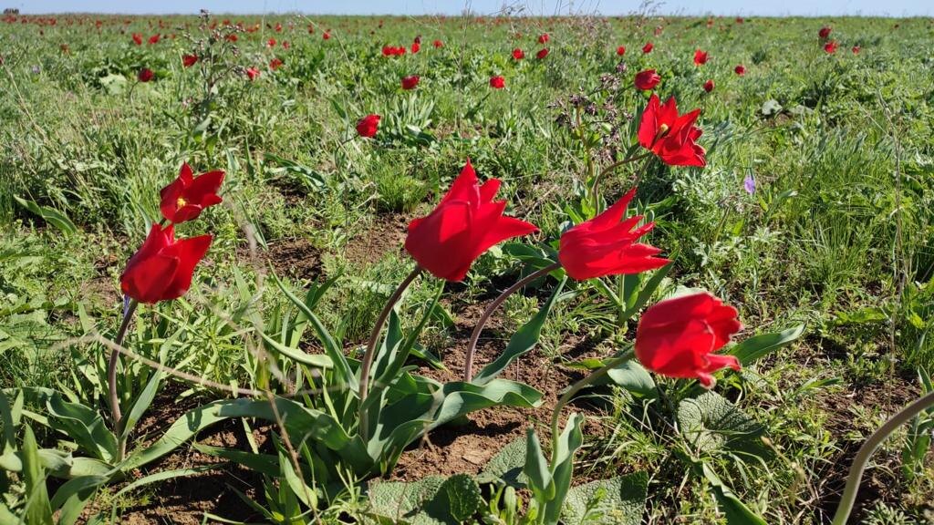 Тюльпаны Шренка и Биберштейна, занесены в Красную Книгу, Зрелище потрясающее! 