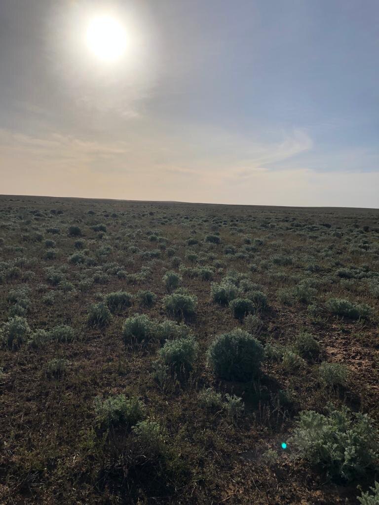 Калмыкская степь