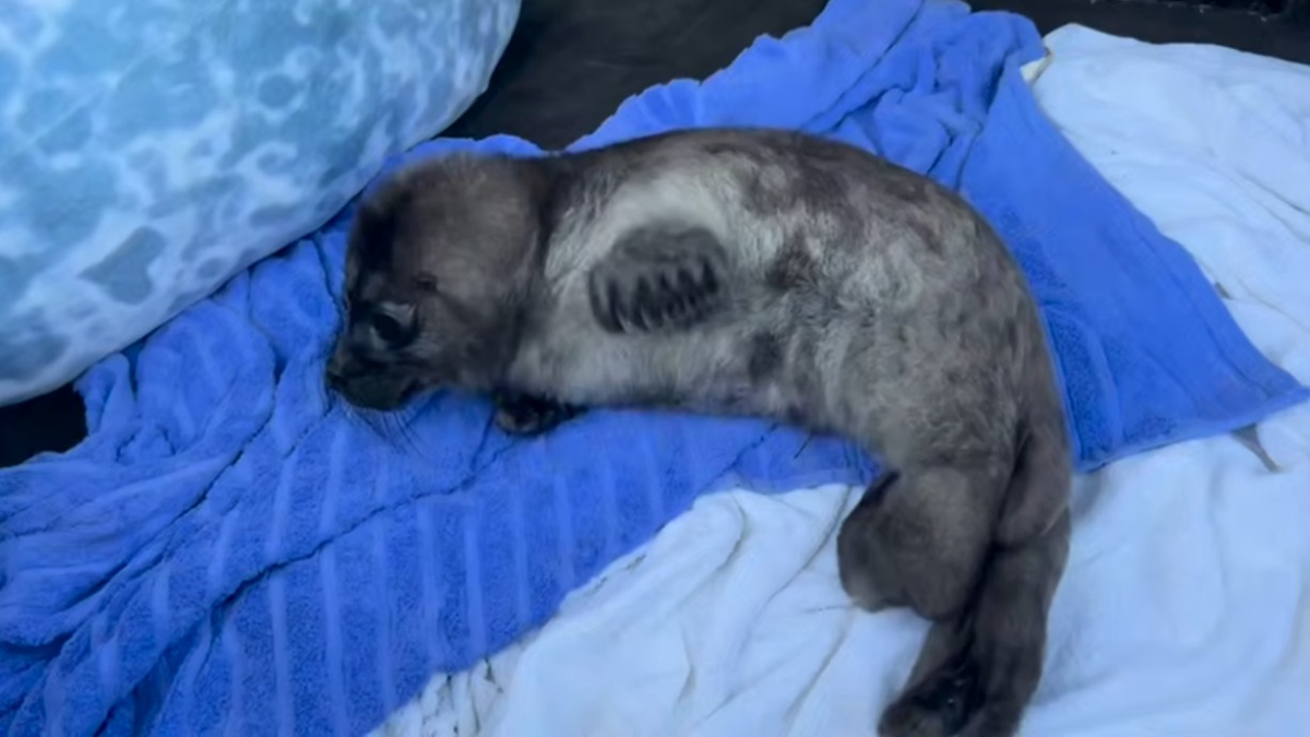    Фото: скриншот / РИА Новости / Telegram