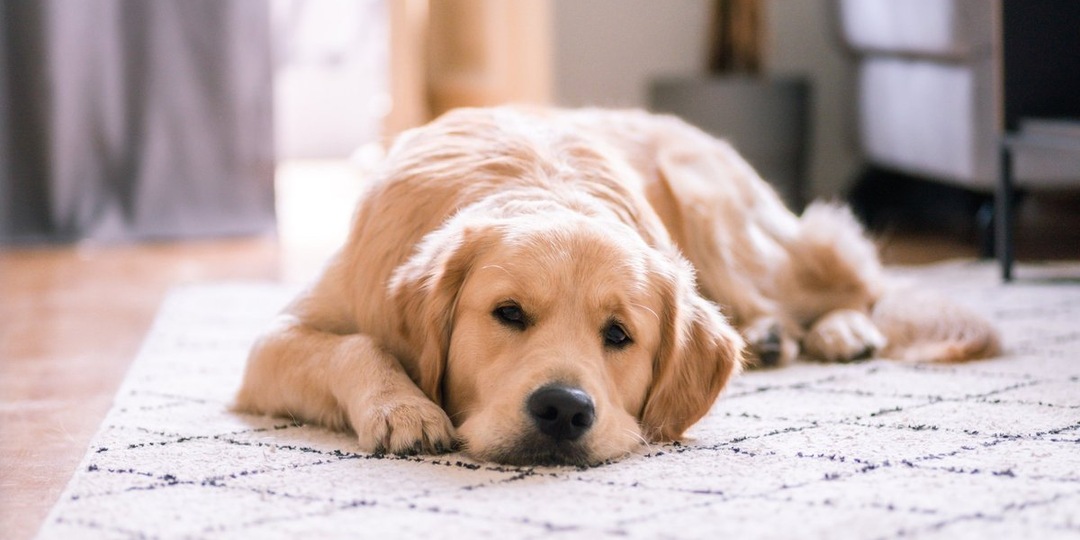 Не просто друг: в РФ установили официальные требования к собакам-поводырям