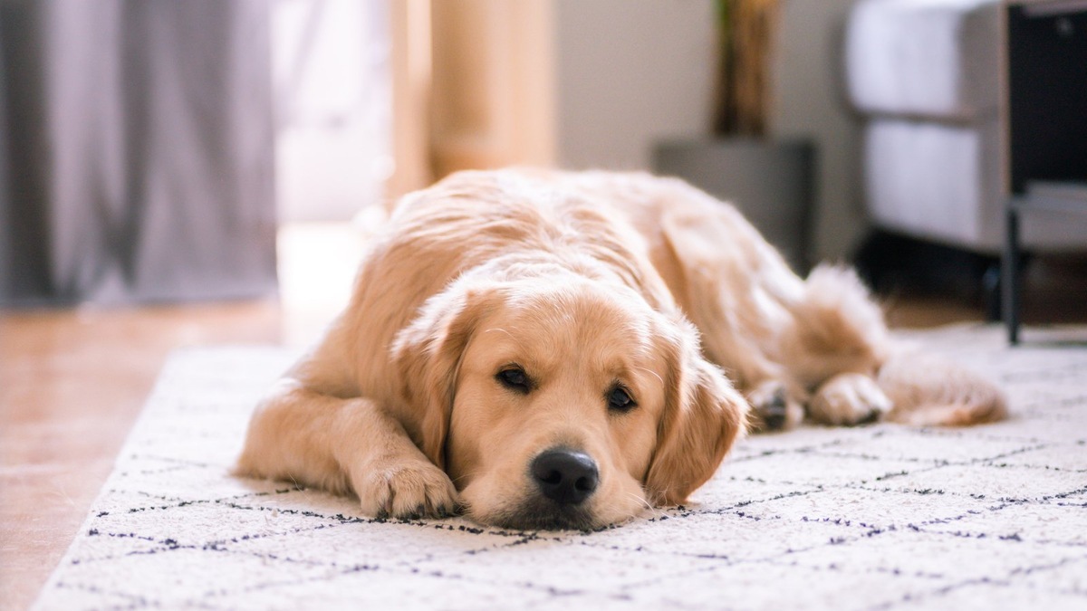    Собака-поводырь — это не просто питомец, а высококвалифицированный помощник, чья работа теперь регламентирована на государственном уровне