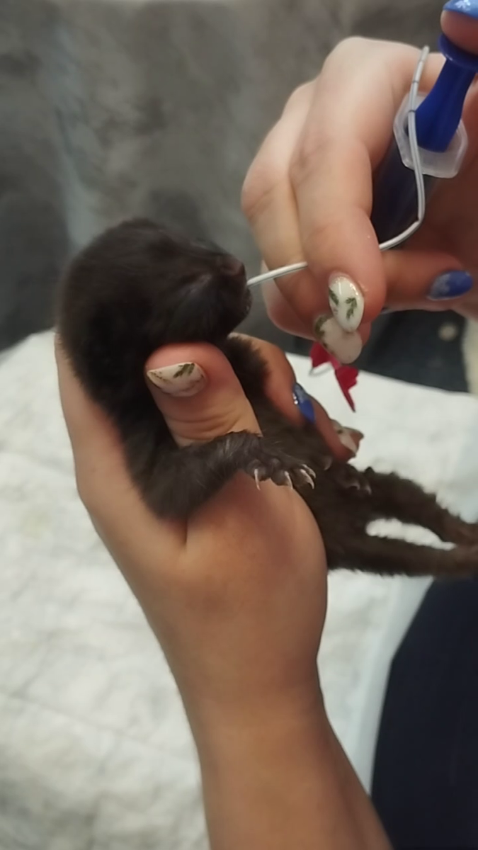 Котенок Лука с волчьей пастью