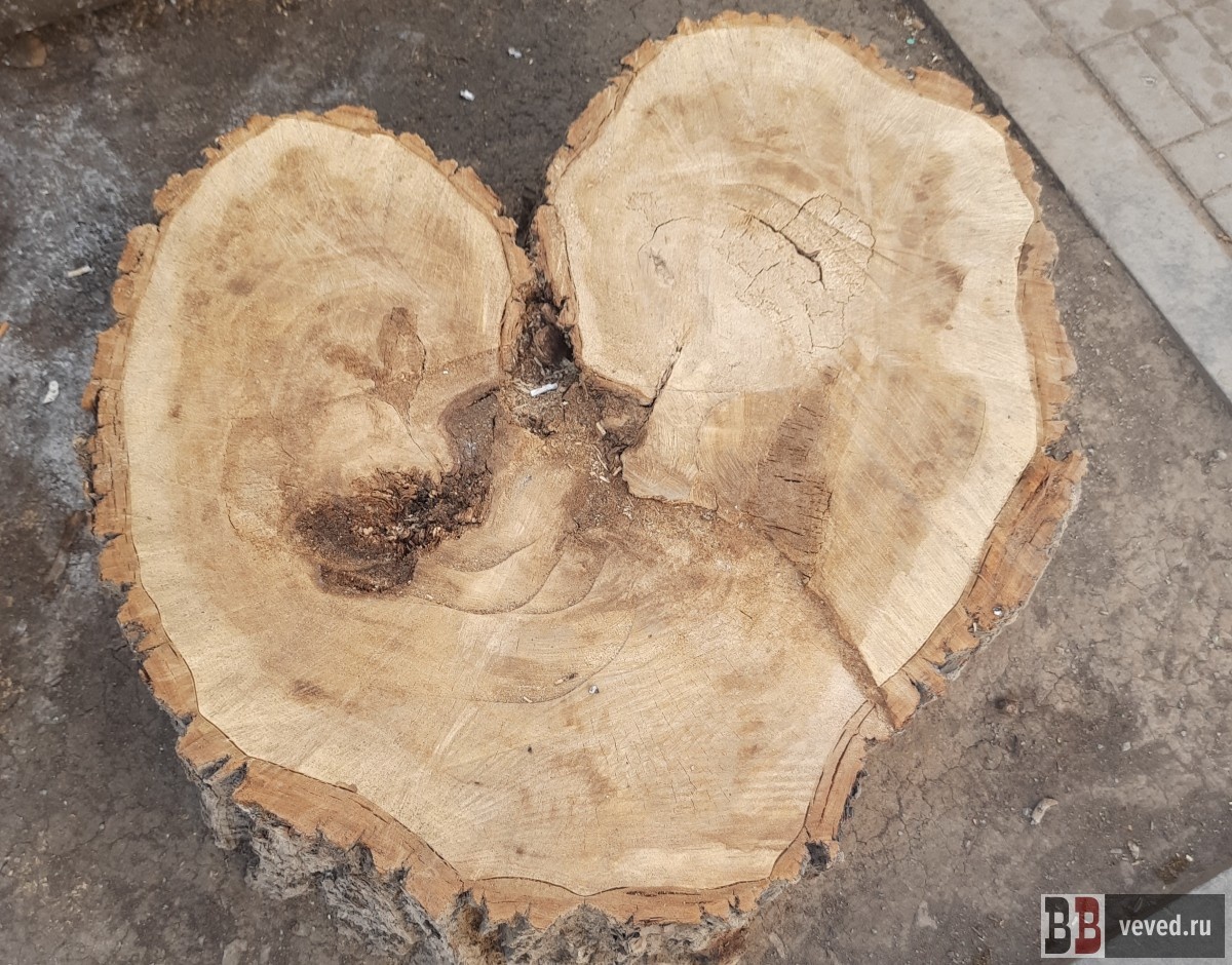     Фото: Владислав Постников / Вечерние Ведомости