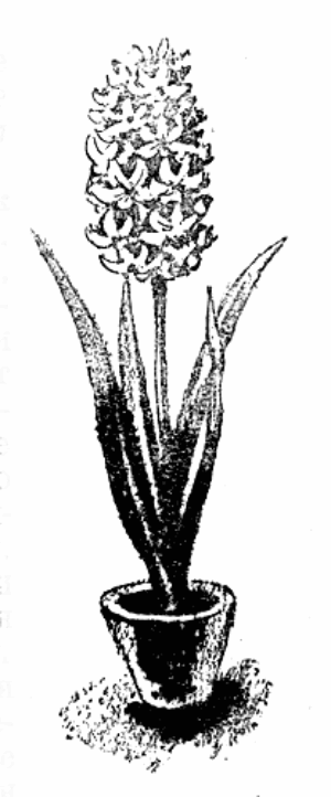 А в Северной Америке дикие родичи гиацинта (гиацинтоидесы) превратились в опасный инвазивный вид — они так быстро размножаются, что вытесняют местные растения, и от них очень трудно избавиться...