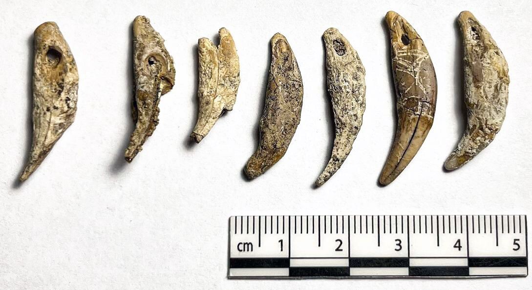 Просверлённые клыки песца, составлявшие некогда ожерелье  📷
