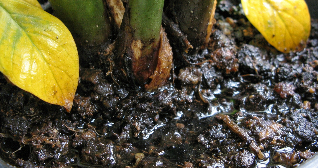 Почему Замиокулькас у соседа прет, а у вас замер? Ошибка в одном поливе.