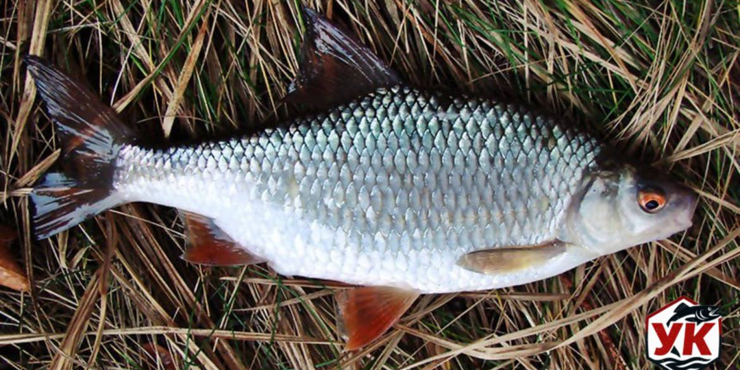 Клюёт ли плотва ночью: что важно знать