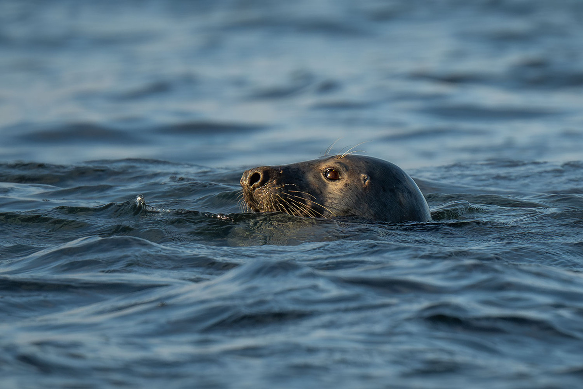 Осторожный взгляд.