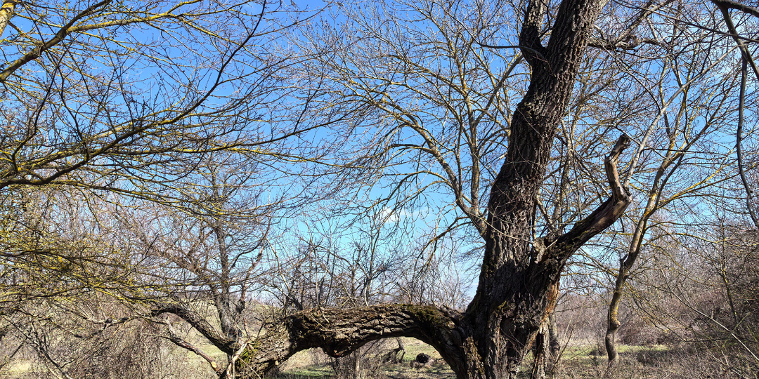 Стражи Чурюк-су и когда исчезнут звёзды