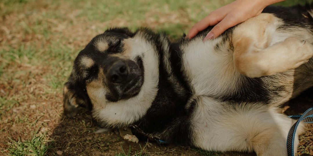 Додобоня учится доверять: в приюте рассказали об успехах собаки после помощи курьера