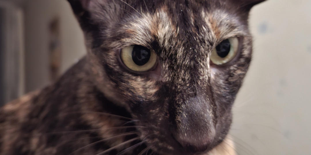 Кисточка, которая всегда со мной