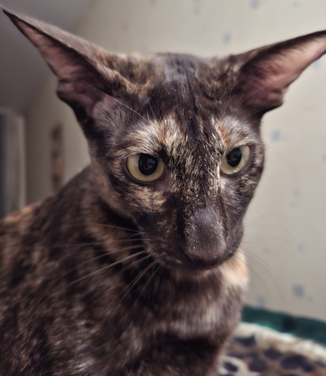 В смысле? Кота на кисточку пустить? А тебе, мамаша, давно лицо не обгладывали хищные звери?