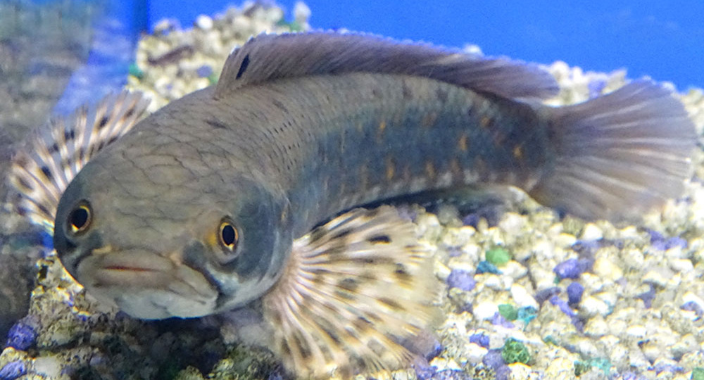 Змееголов в домашнем аквариуме: от объёма до кормёжки — всё, что нужно знать