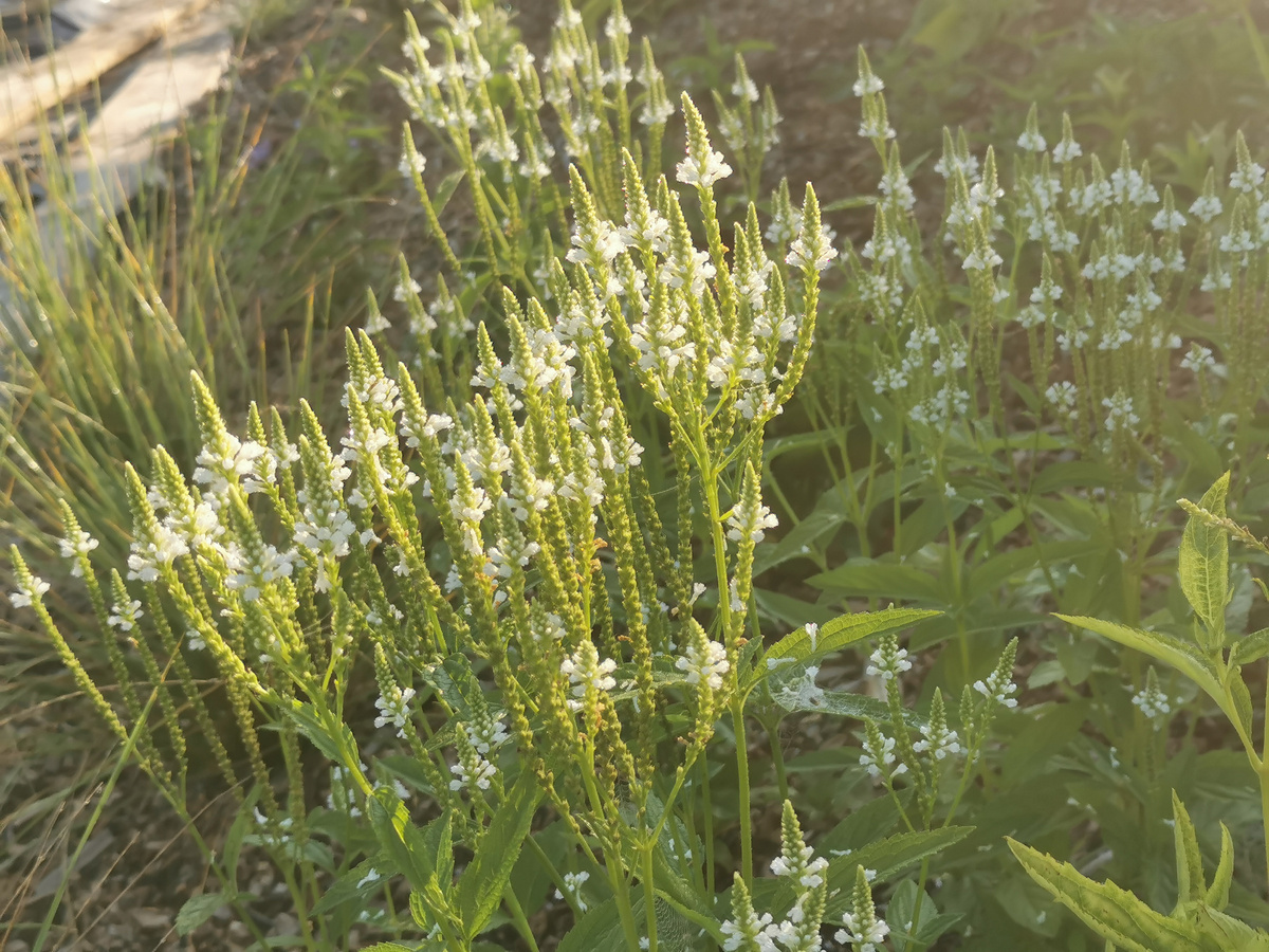 Вербена копьевидная Alba. И это цветение первого года в моем саду