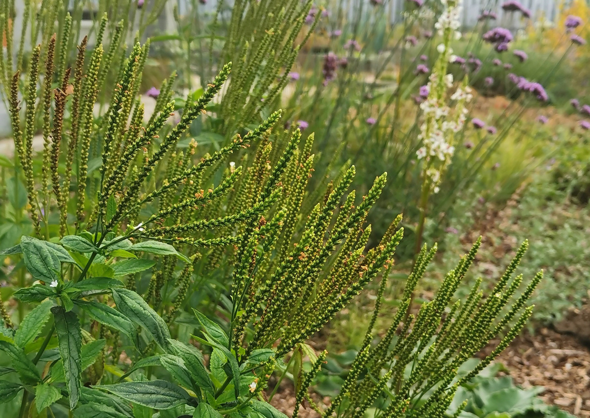Соцветия вербены до созревания семян