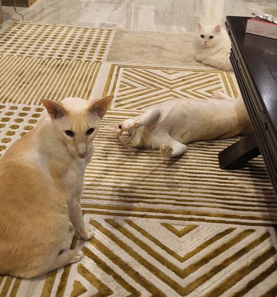 Котики мои в непонятках, что происходит (фото из личного архива)