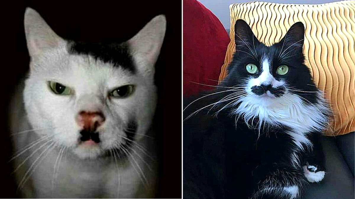 Пишите в комментариях, на кого из людей похожи эти коты?!