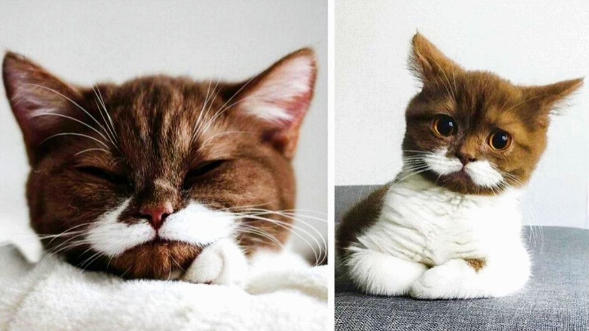 Попробуйте найти еще одного такого же как британский кот Гринго, прославившийся своими роскошными белыми усами, благодаря которым получил интернет-звание "Кот-джентельмен" 