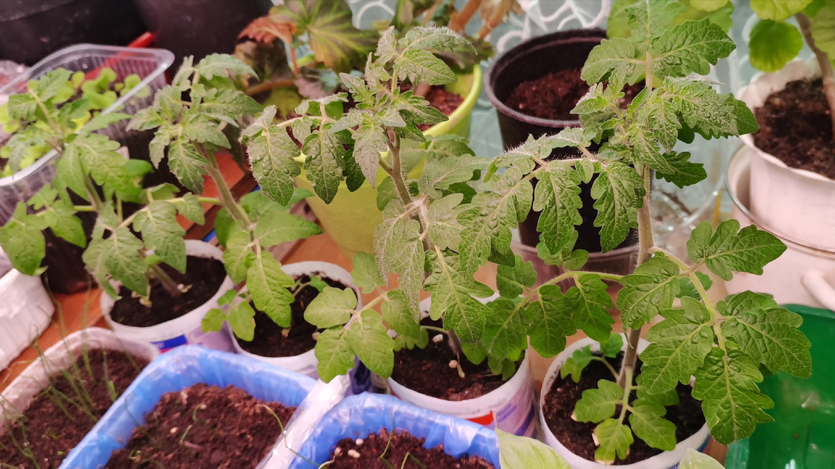 Томаты Красная шапочка.