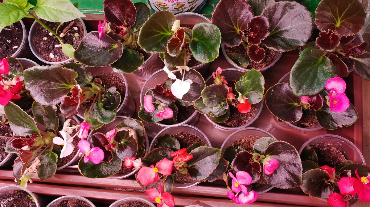 Вечнозеленая вечноцветущая бегония, черенки от 1 февраля.