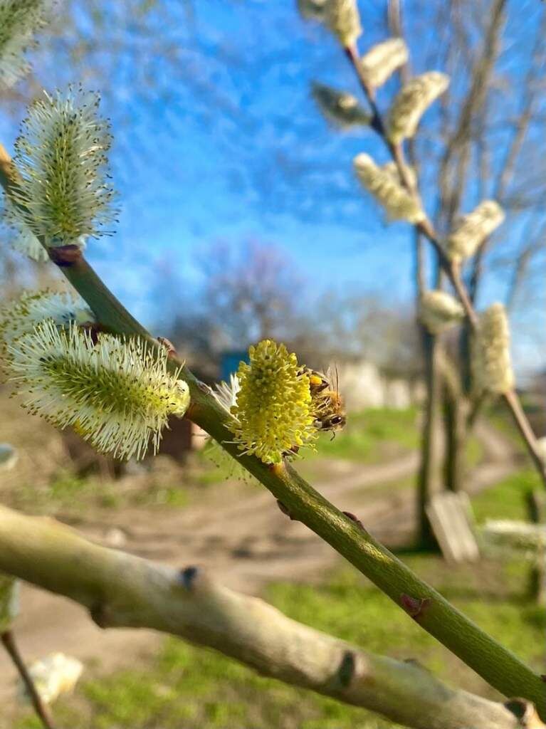    фото Людмила Сахарчук Веселовские вести