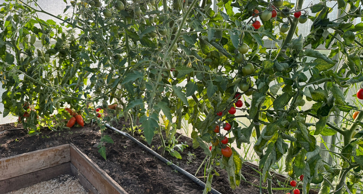    Из архива "Про Город"