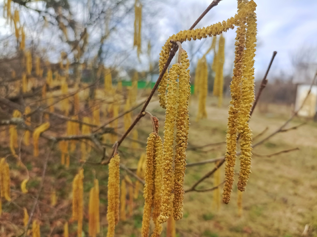 фото атвора