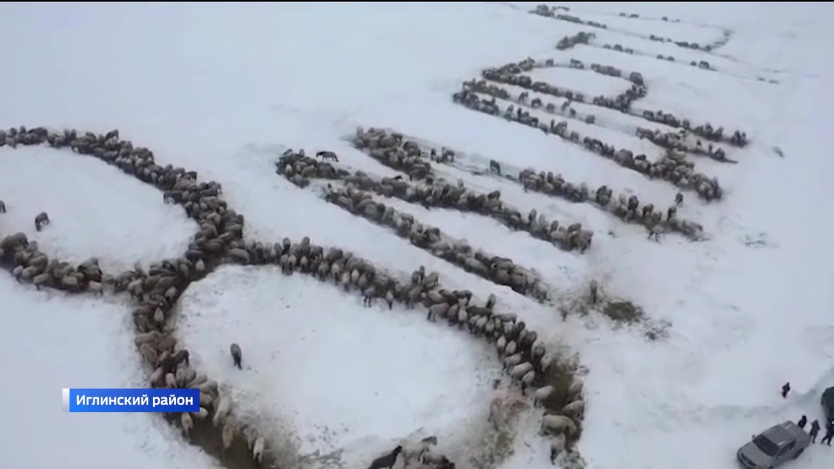    Фермер из Иглинского района Башкортостана подготовил необычное поздравление для женщин