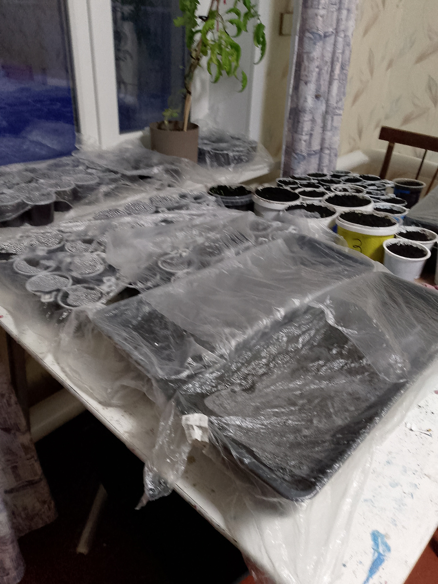 Все посаженное укрыто целофановыми пакетами